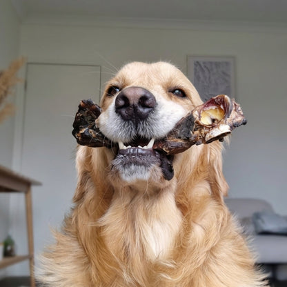 Lenny with roo teeth cleanser