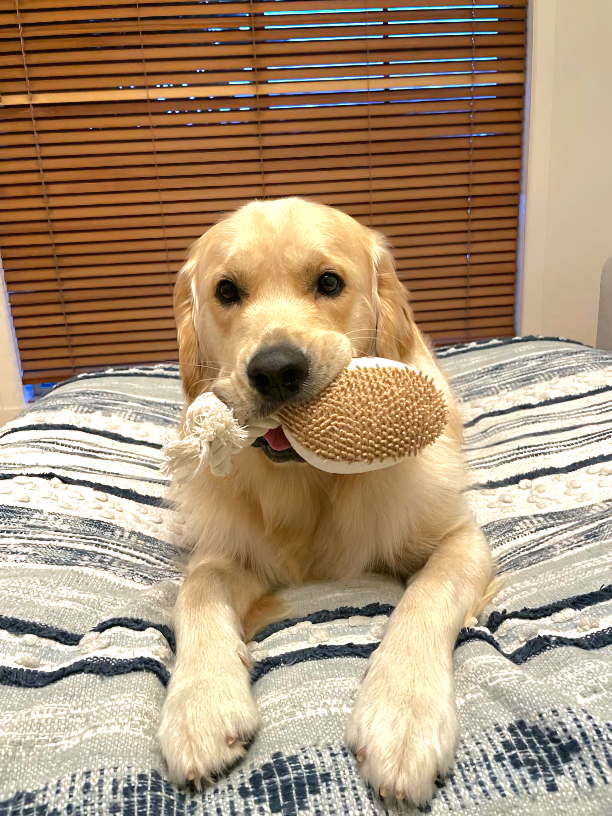 Footy Fetch Toy Lenny