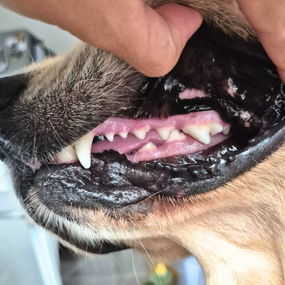 Golden retriever dog chewing on Nature's Toothbrush Roo Cleanser to remove plaque without brushing