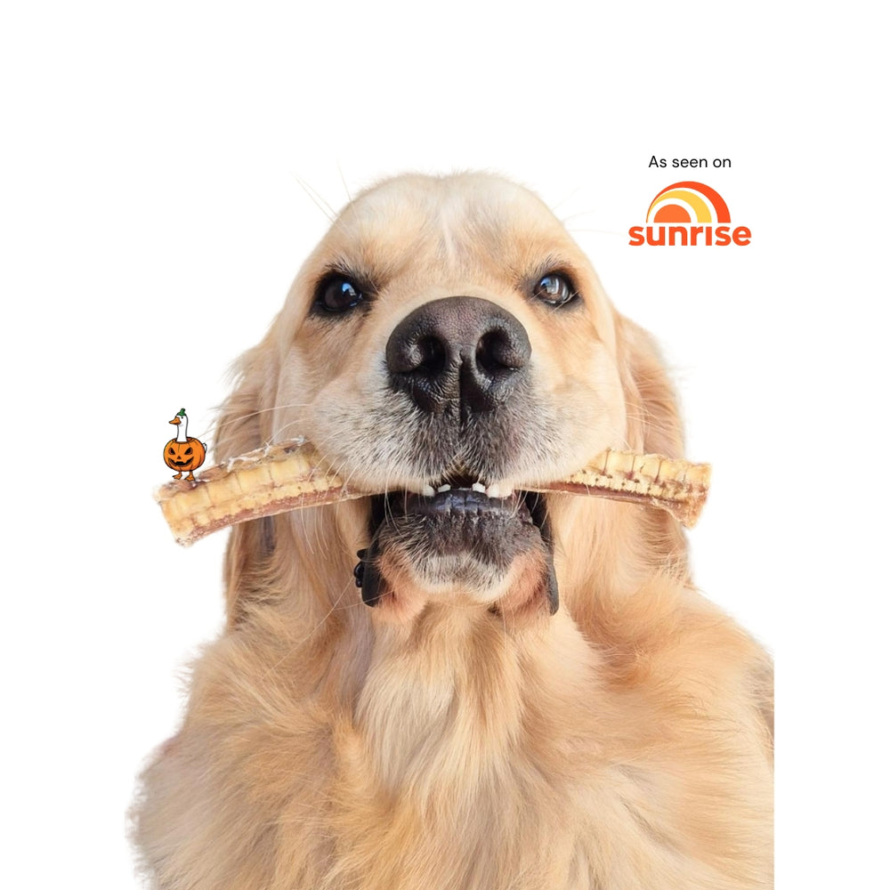 Lenny's Pup Shop