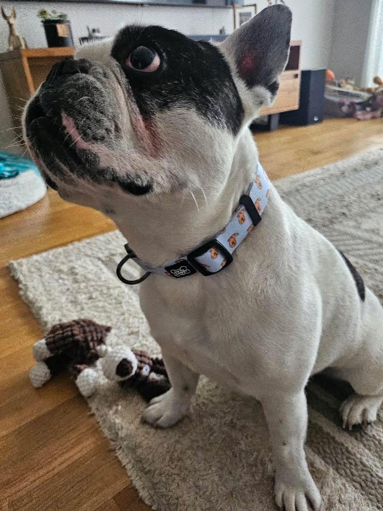 Lenny Dog Collar