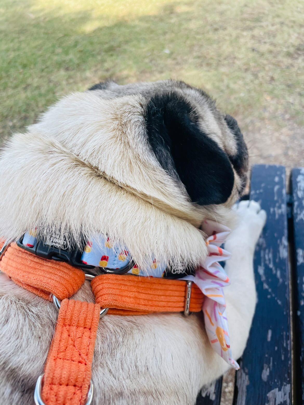 Chippies Dog Collar