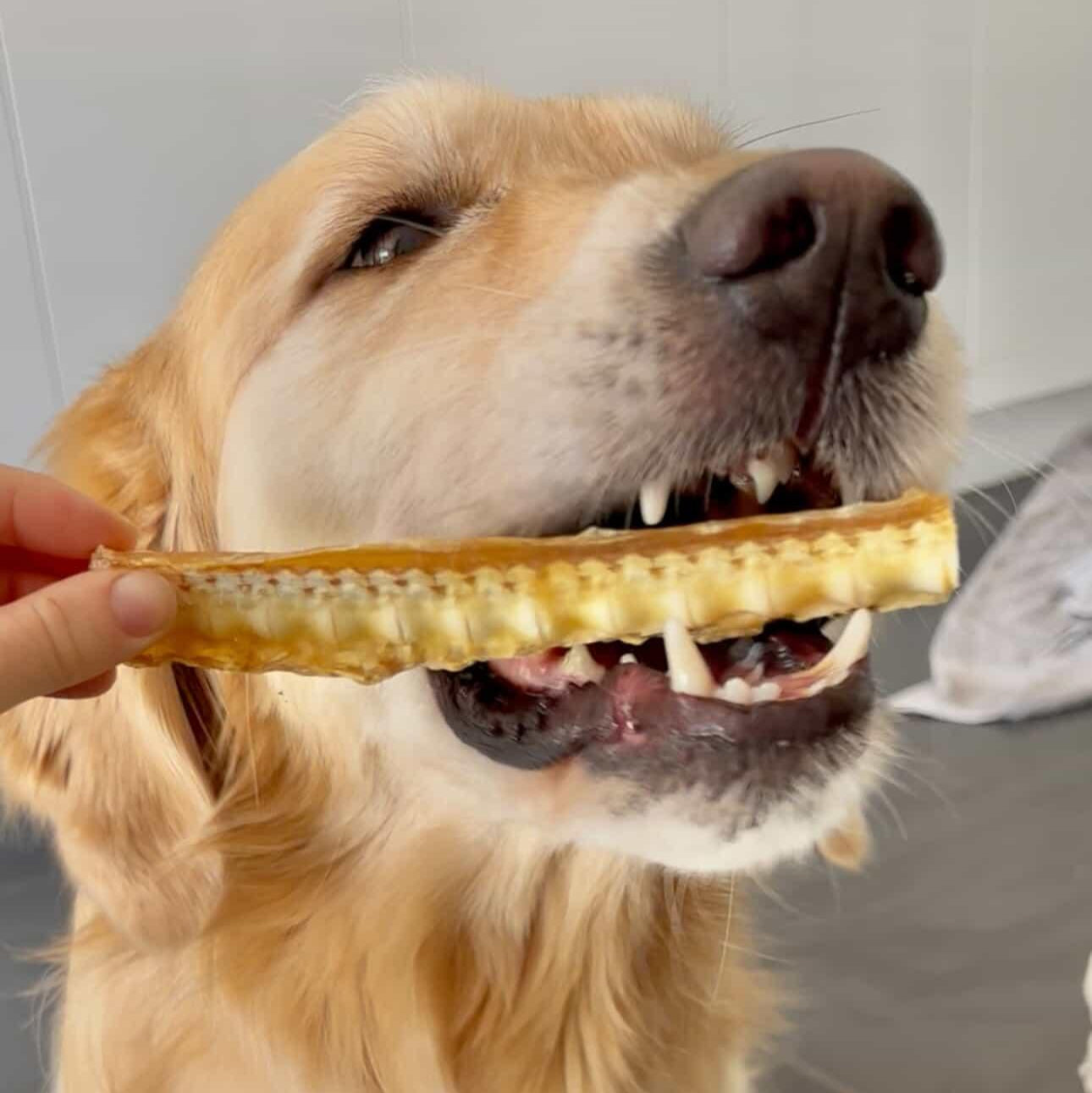 Dog chewing on a shark cartilage dog treat