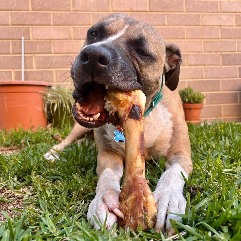 Dog chewing on a emu femur bone