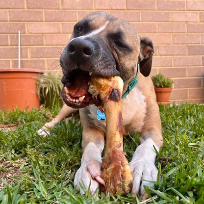 Dog chewing on a emu femur bone