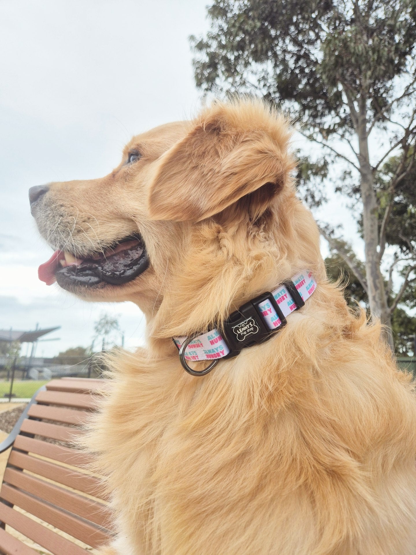Always Hungry Dog Collar
