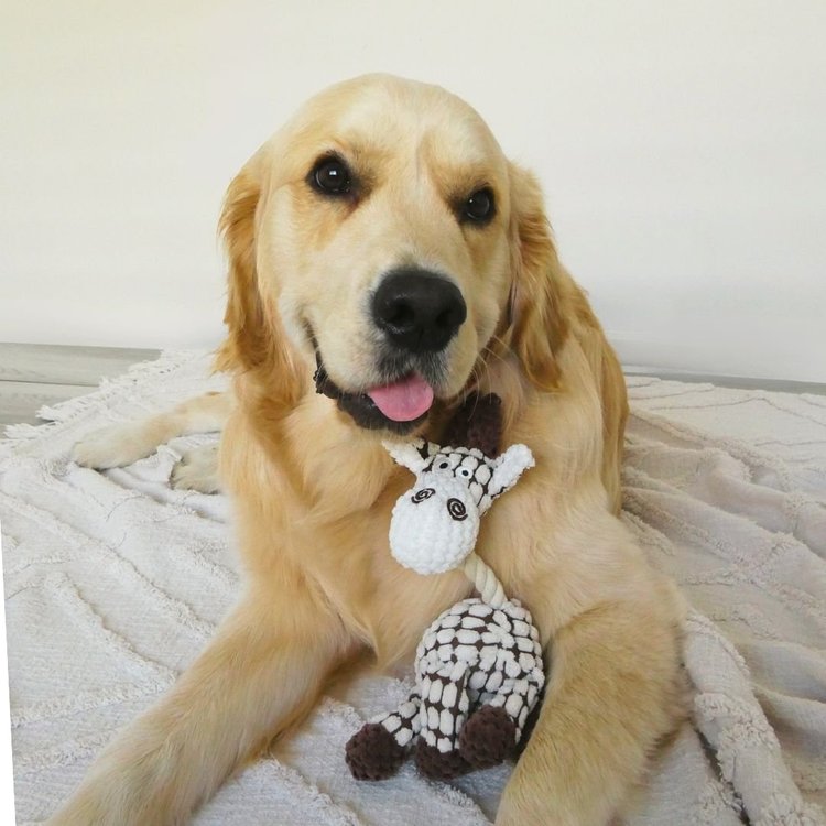 Close-up of Giraffe Plushy