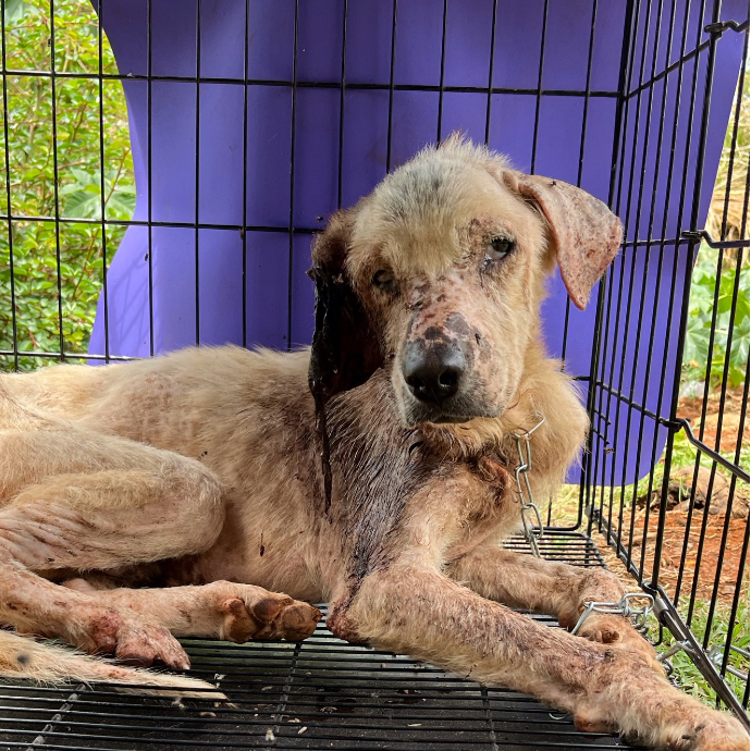 Save a stray in Mauritius