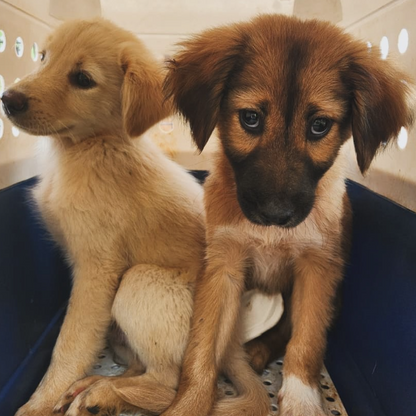 Save a stray in Mauritius 