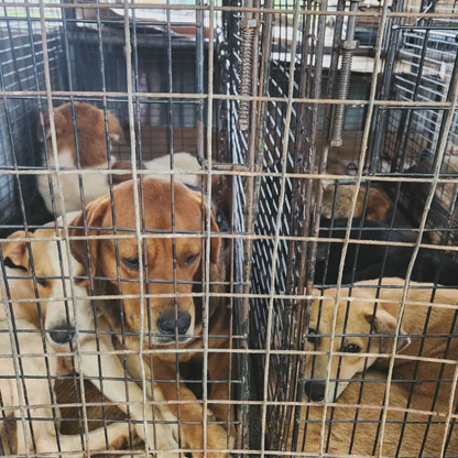 Save a stray in Mauritius 2