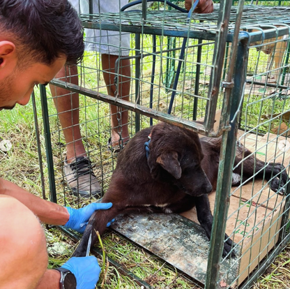 Save a stray in Mauritius
