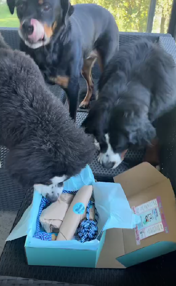 Two dogs looking at a box of dog treats on a patio