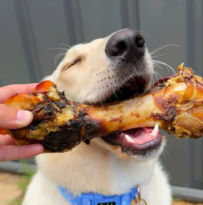 Dog chewing on a emu femur bone
