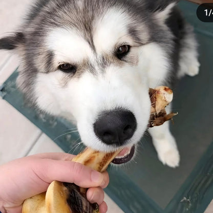 Dog chewing on a emu femur bone