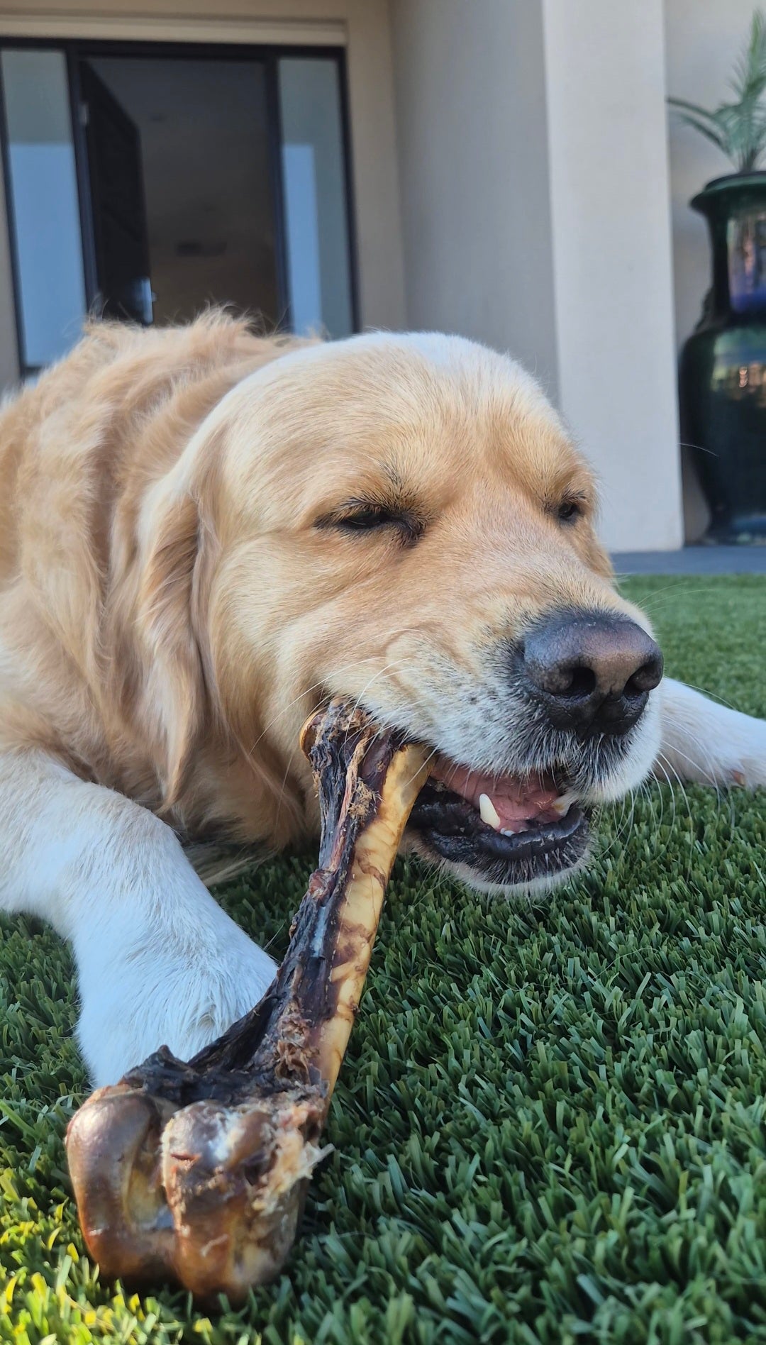 roo femur chew lenny