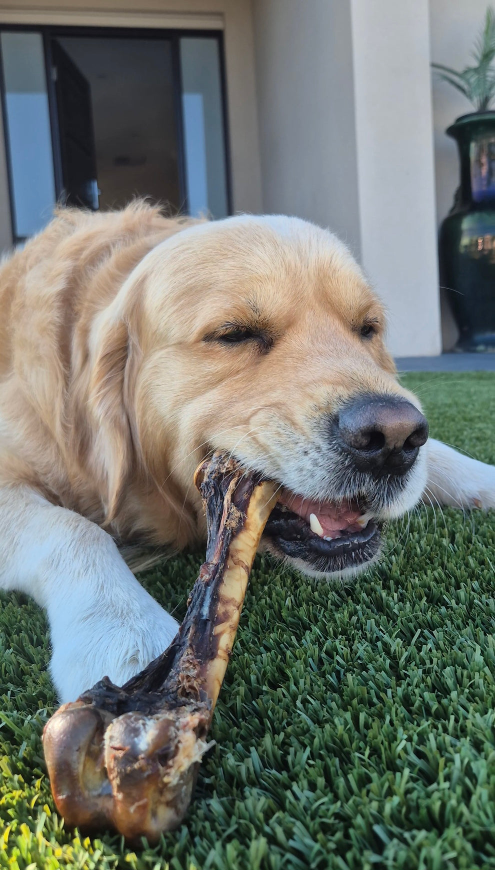 Boredom Buster Roo Femur | Long Lasting Dog Chew | Lenny's Pup Shop