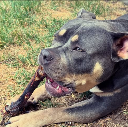 Australian bully breed dog chewing on a long-lasting Roo Femur natural dog treat
