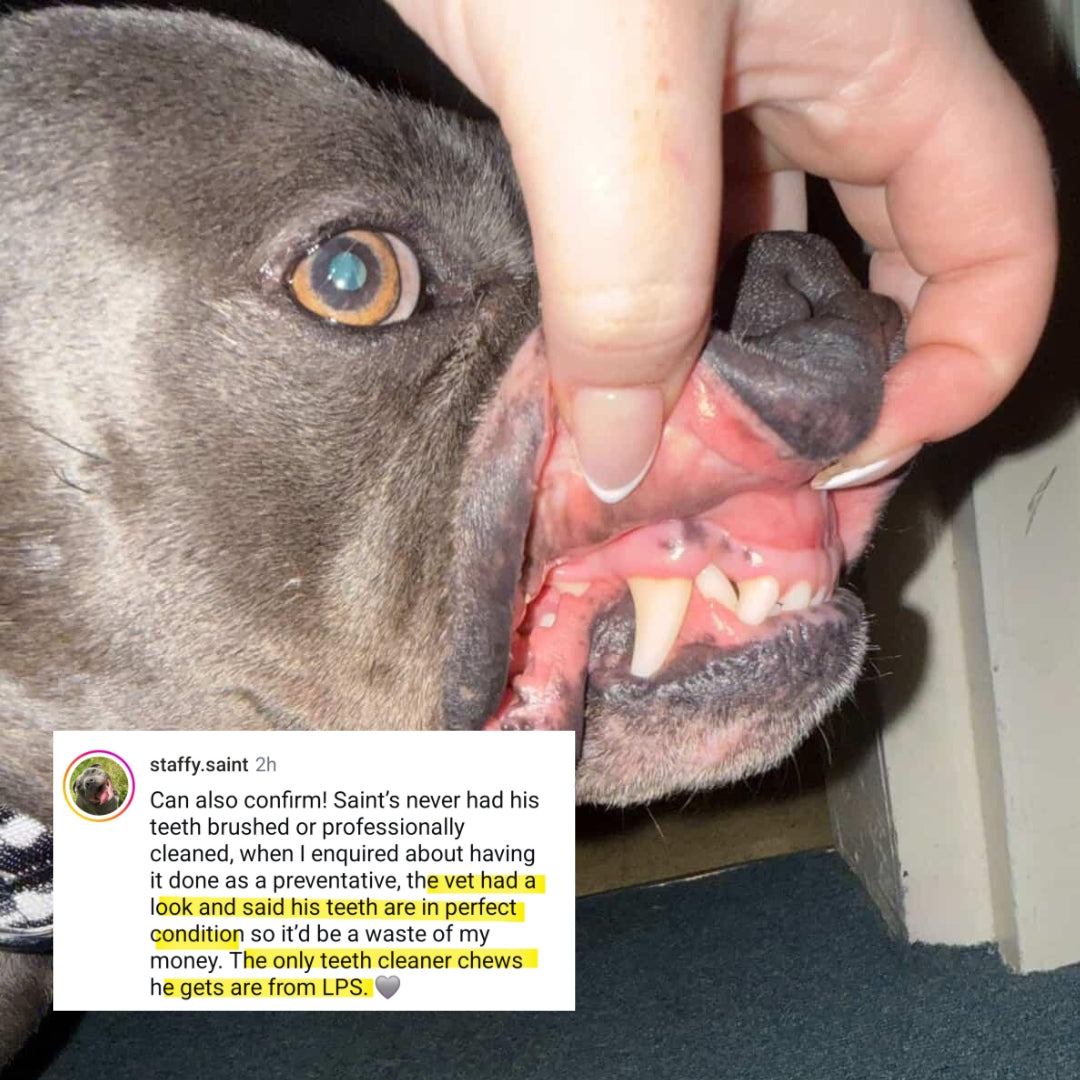 results of Staffy Dog chewing on Nature's Toothbrush Roo Cleanser to remove plaque without brushing