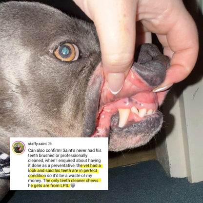 results of Staffy Dog chewing on Nature's Toothbrush Roo Cleanser to remove plaque without brushing