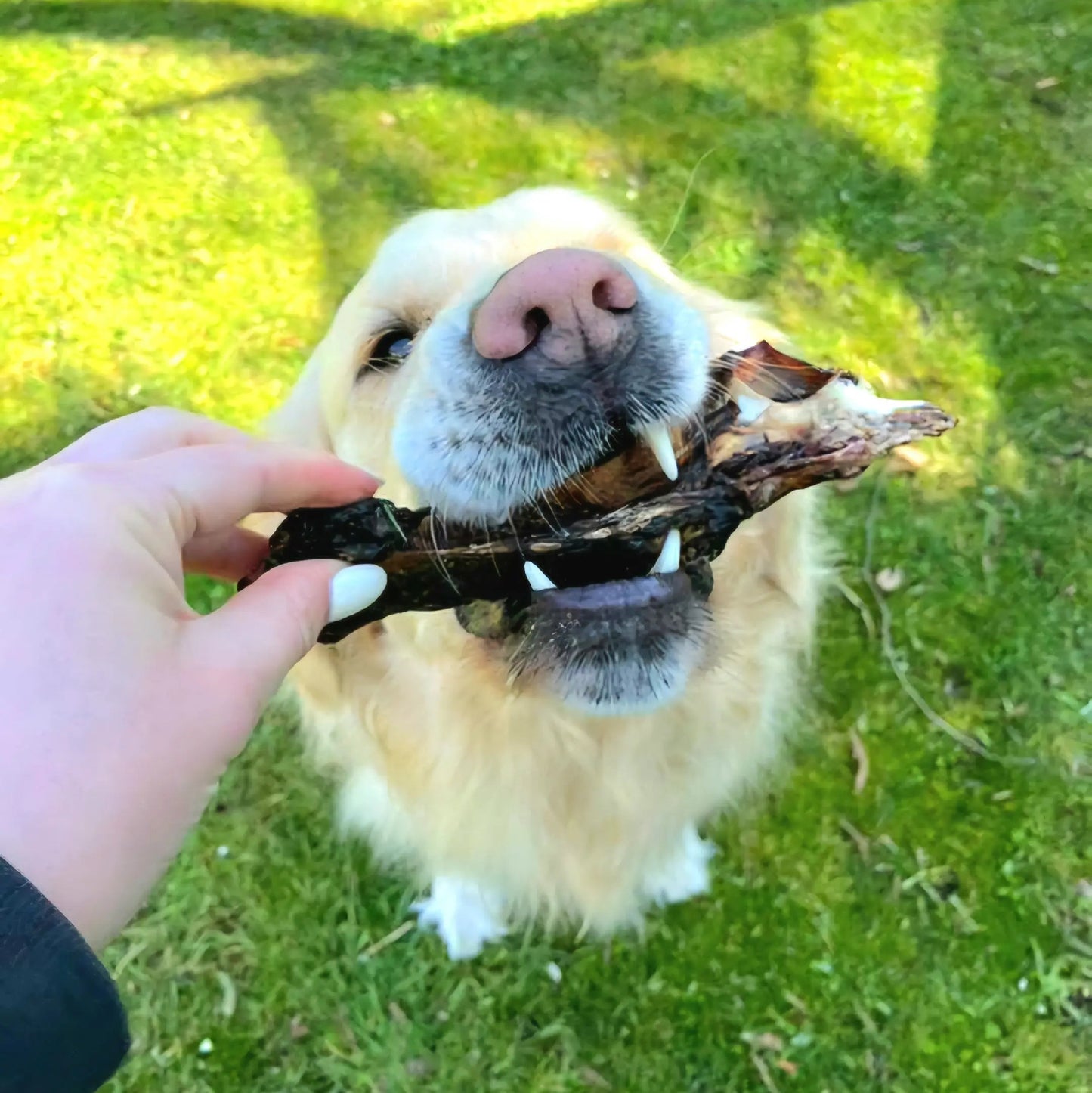 Dog chewing on a treat held by a person in a grassy outdoor setting