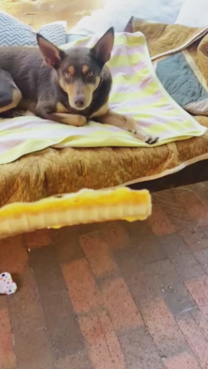 Arthritis pack for dogs