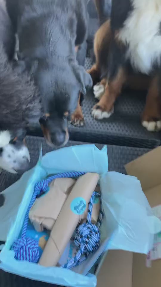 Mental stimulation pack for dogs