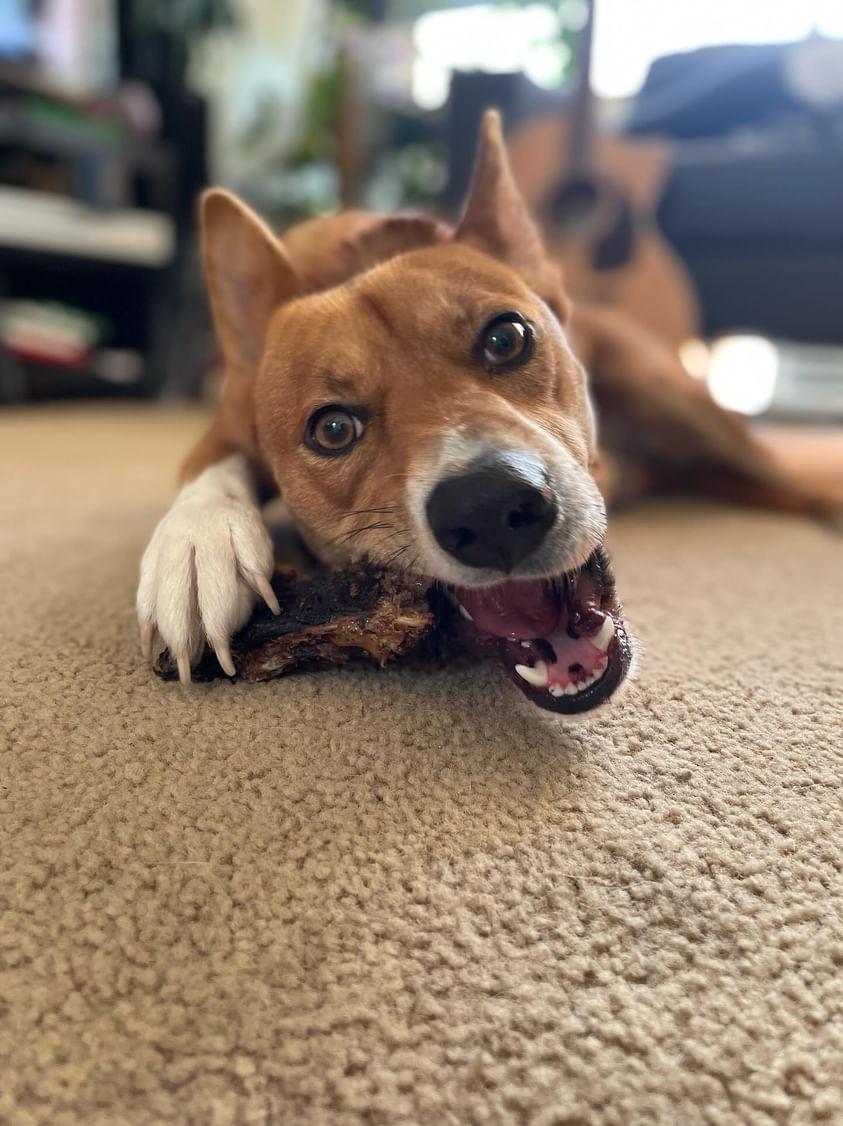 large Roo Teeth Cleansers