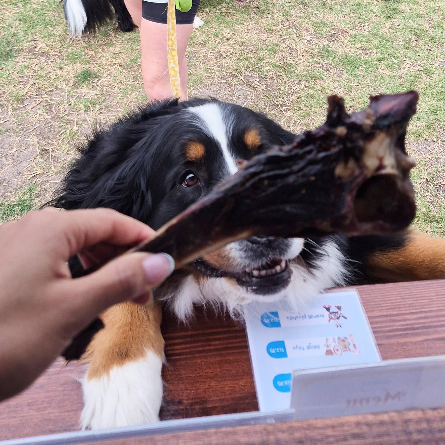 large Roo Teeth Cleansers