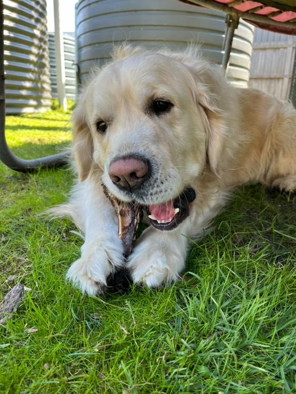 large Roo Teeth Cleansers