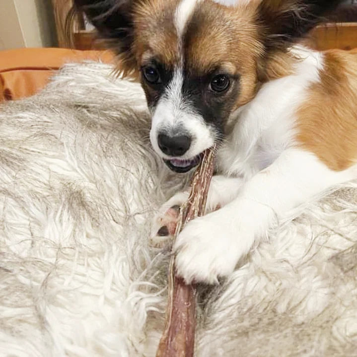 Dog with bully sticks