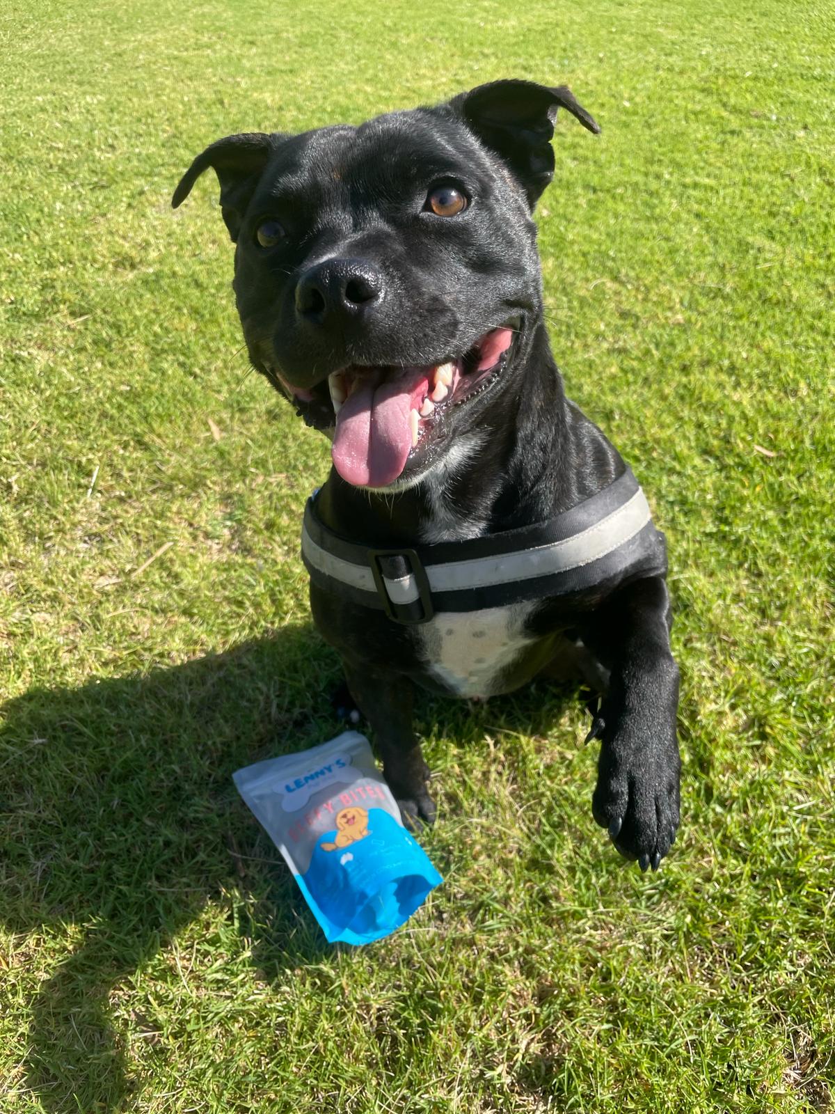 Dog with Beefy Bites dog treat 