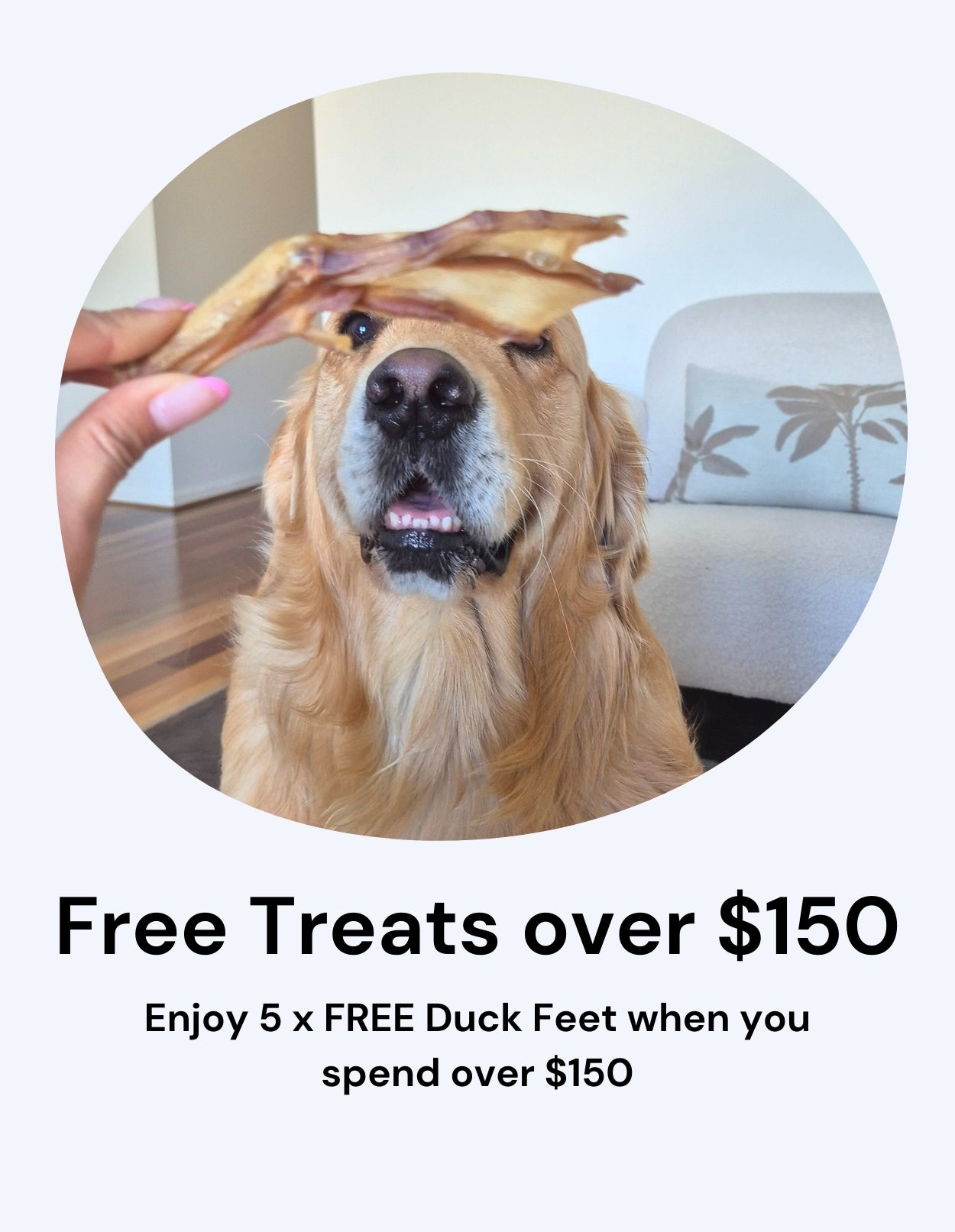 Dog with a treat being held above its head, promotional text for free treats over $150.